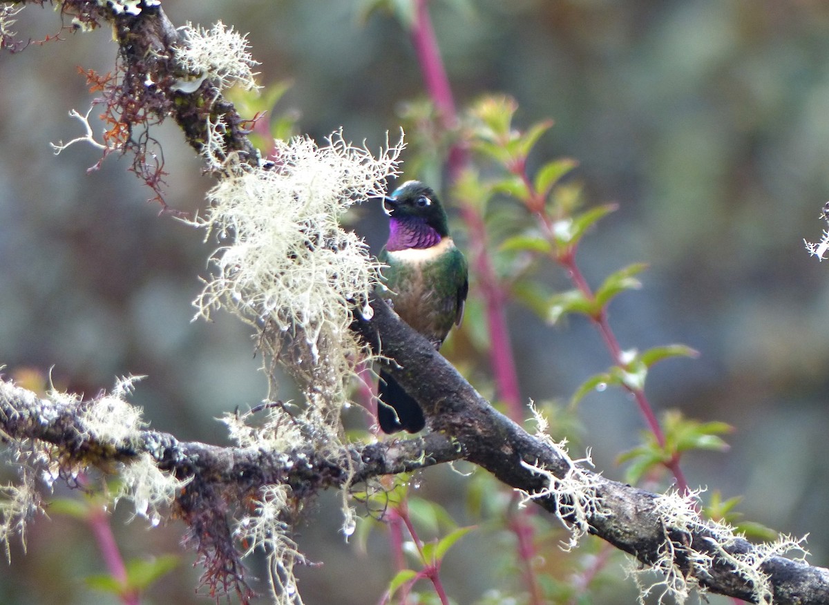 Amethyst-throated Sunangel - ML642173381