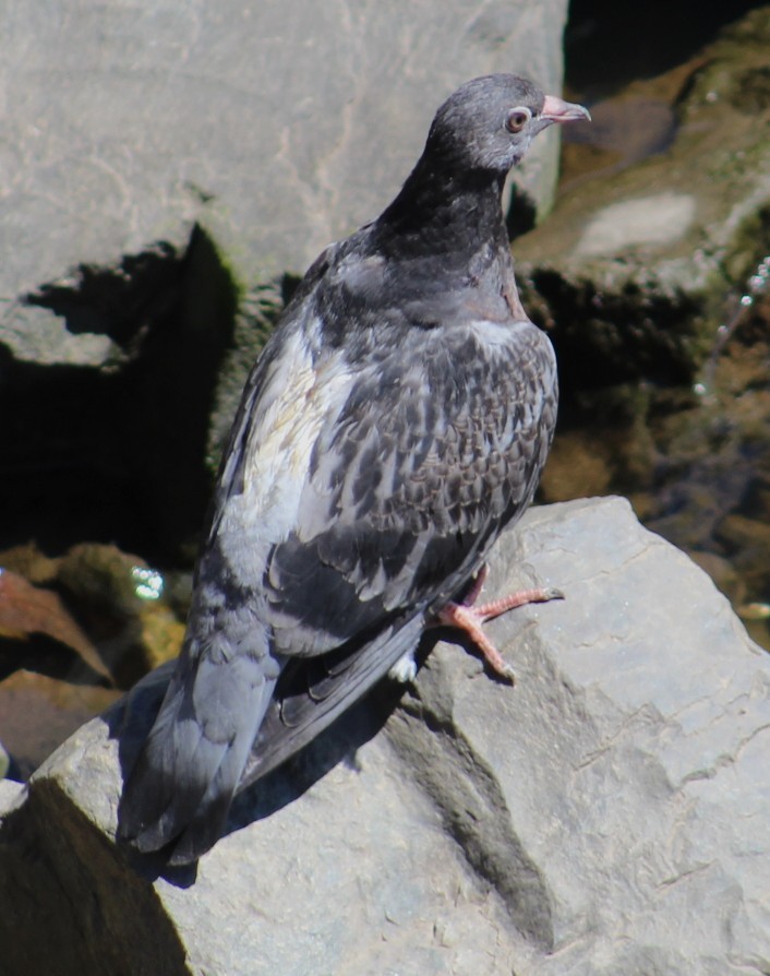 Pigeon biset (forme domestique) - ML642173388