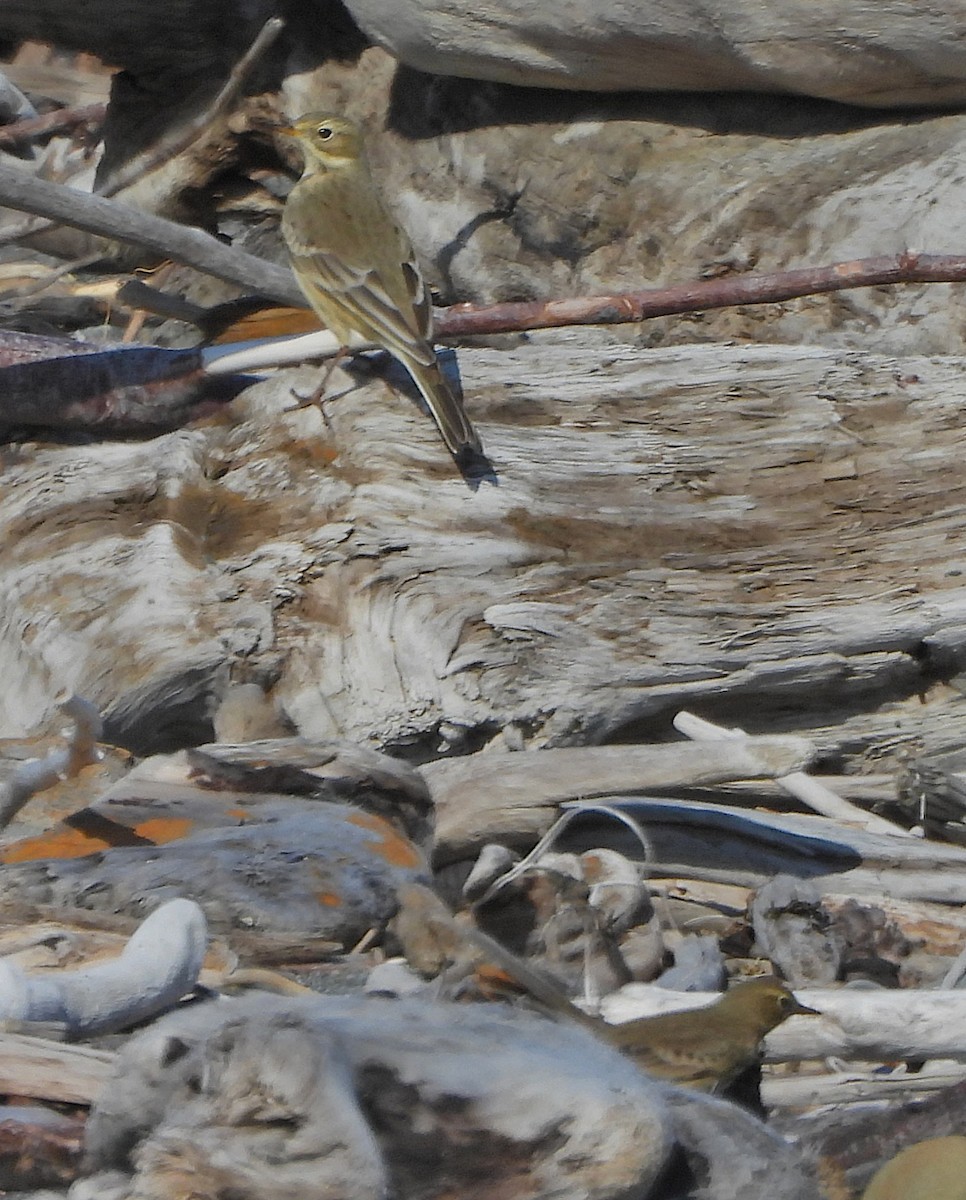 Pipit d'Amérique - ML642173393