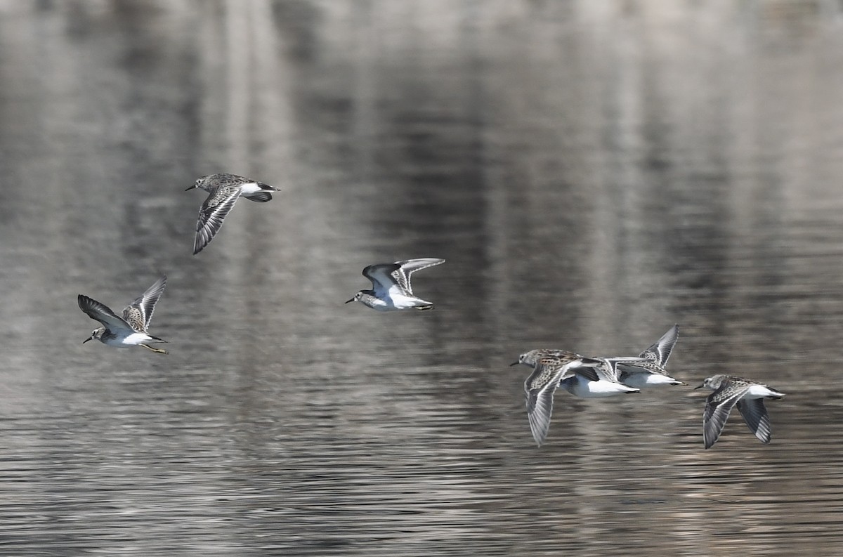 Least Sandpiper - ML642173447