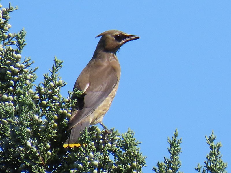 Cedar Waxwing - ML642173485