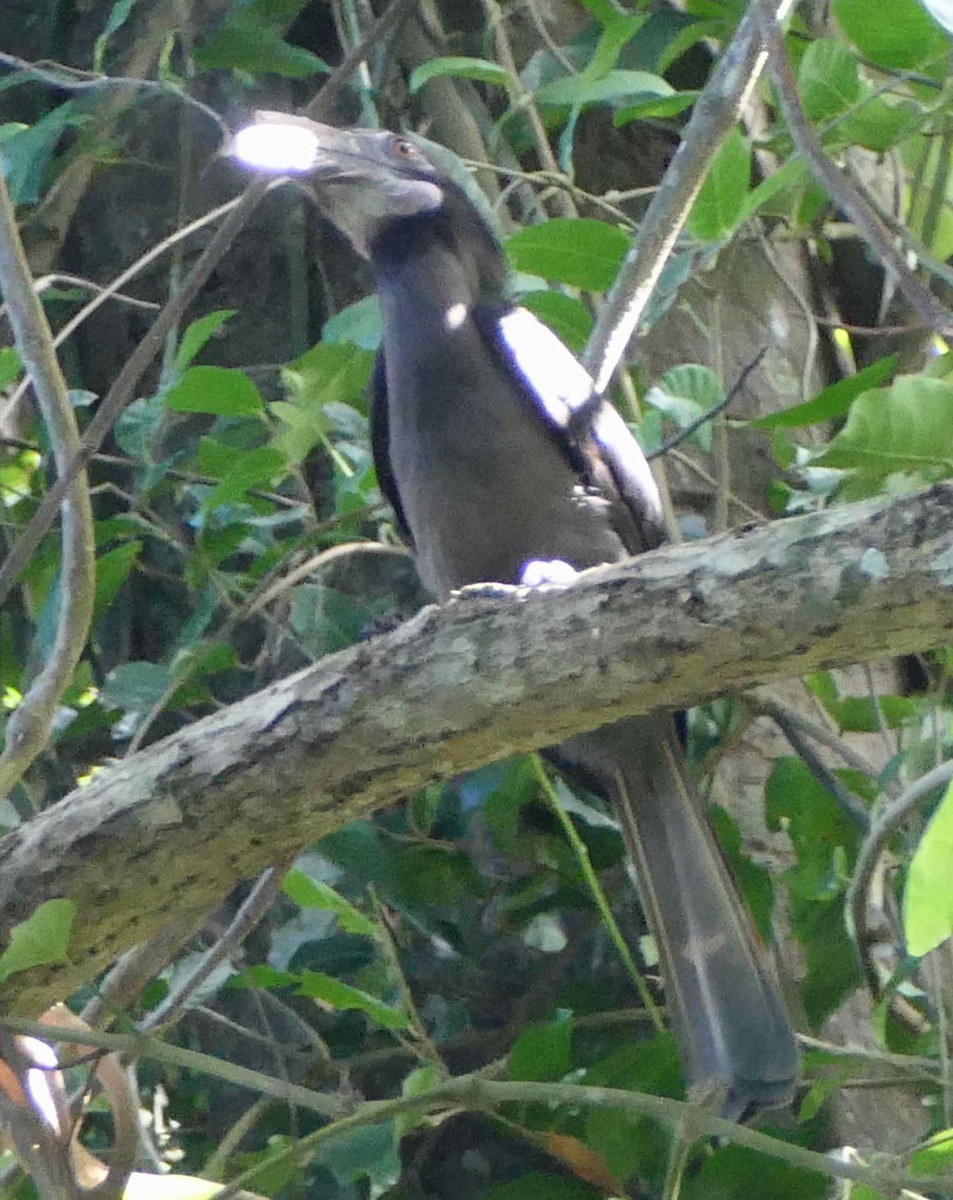 Luzon Hornbill - ML642173577