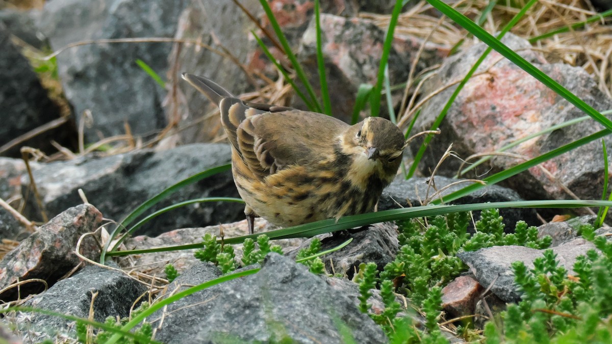 American Pipit - ML642173608