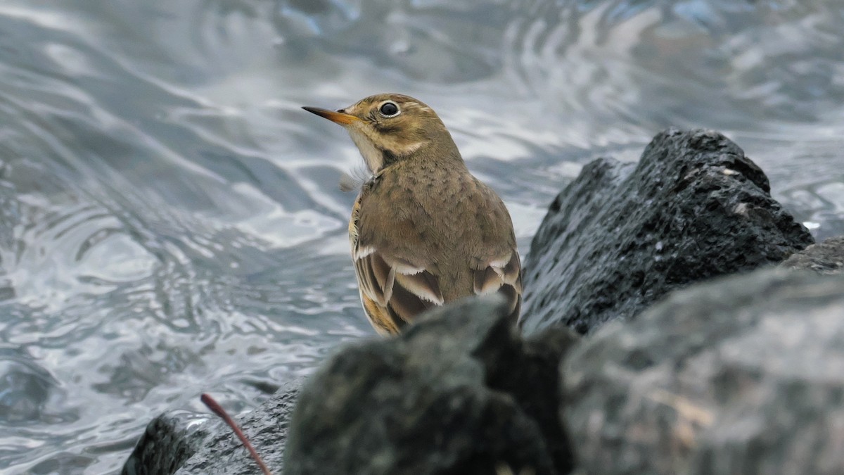 American Pipit - ML642173609