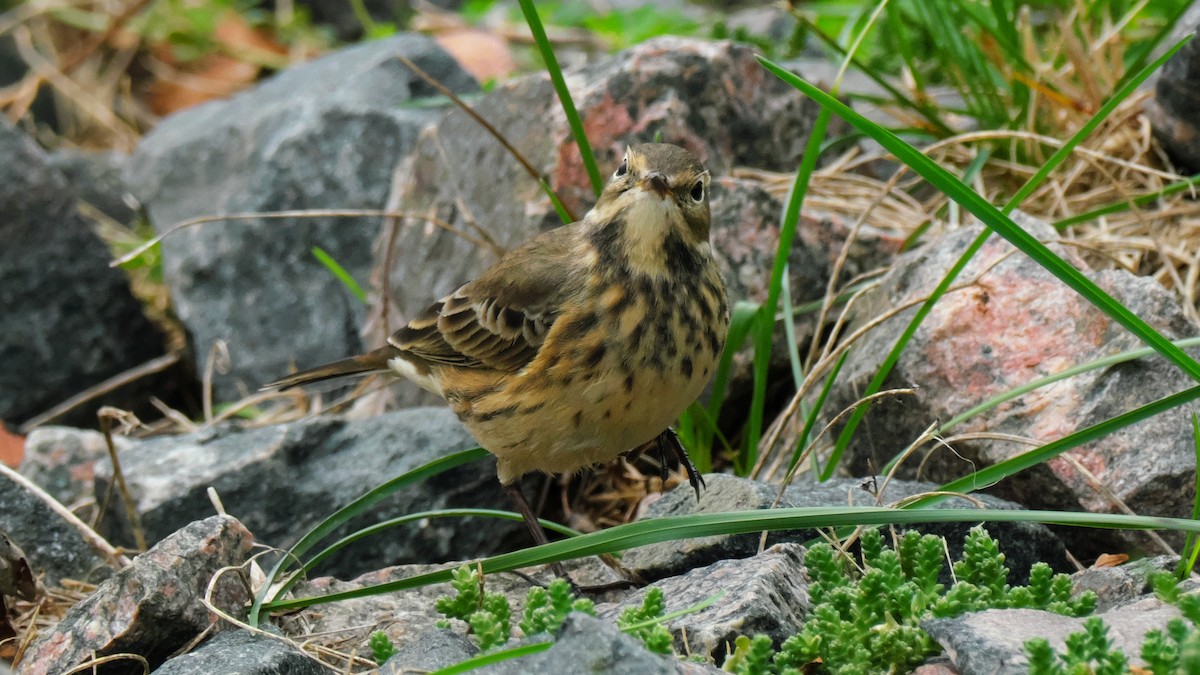 American Pipit - ML642173610