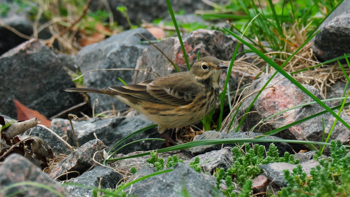 American Pipit - ML642173611