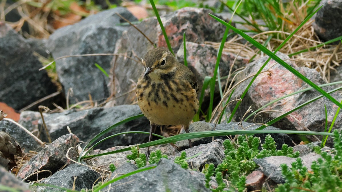 American Pipit - ML642173612