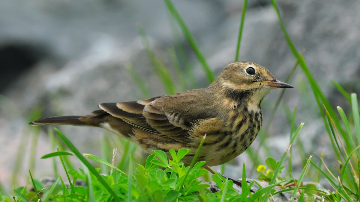 American Pipit - ML642173613
