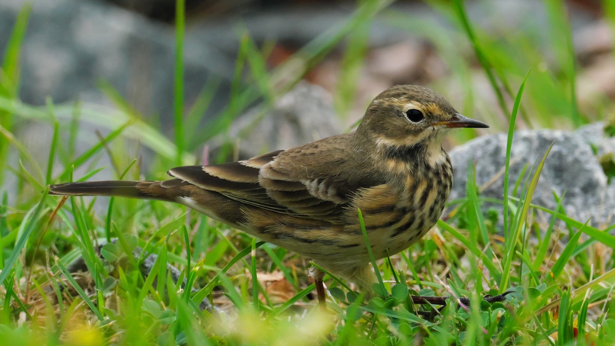 American Pipit - ML642173615