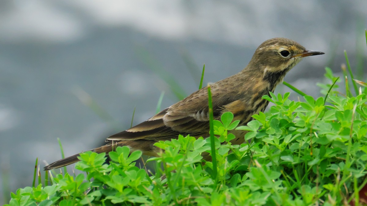 American Pipit - ML642173616