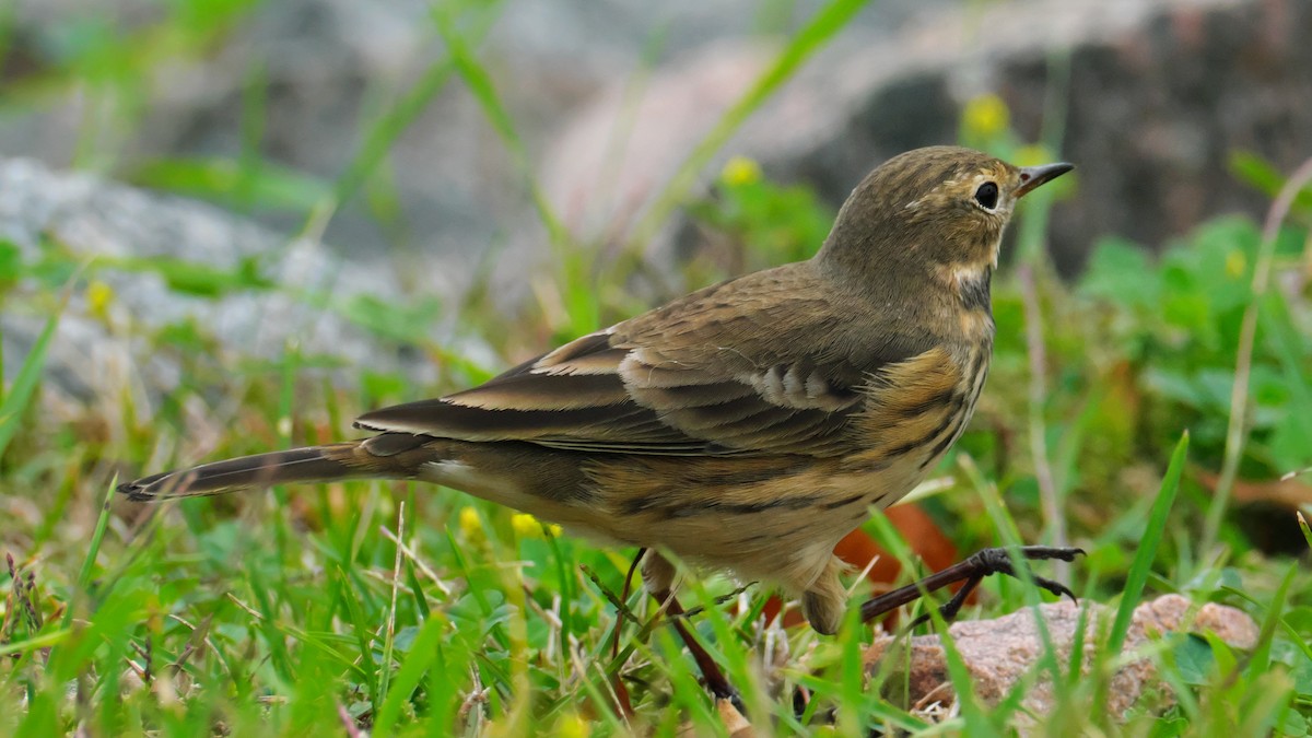 American Pipit - ML642173617