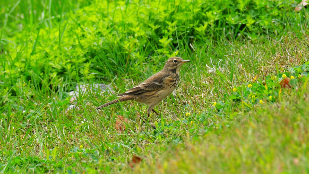 American Pipit - ML642173619