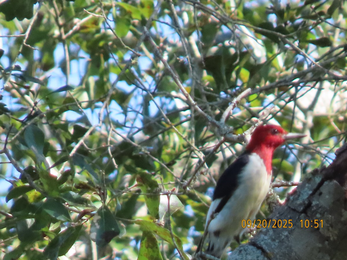 Red-headed Woodpecker - ML642173630