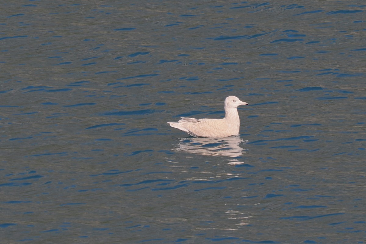 Eismöwe - ML642173646