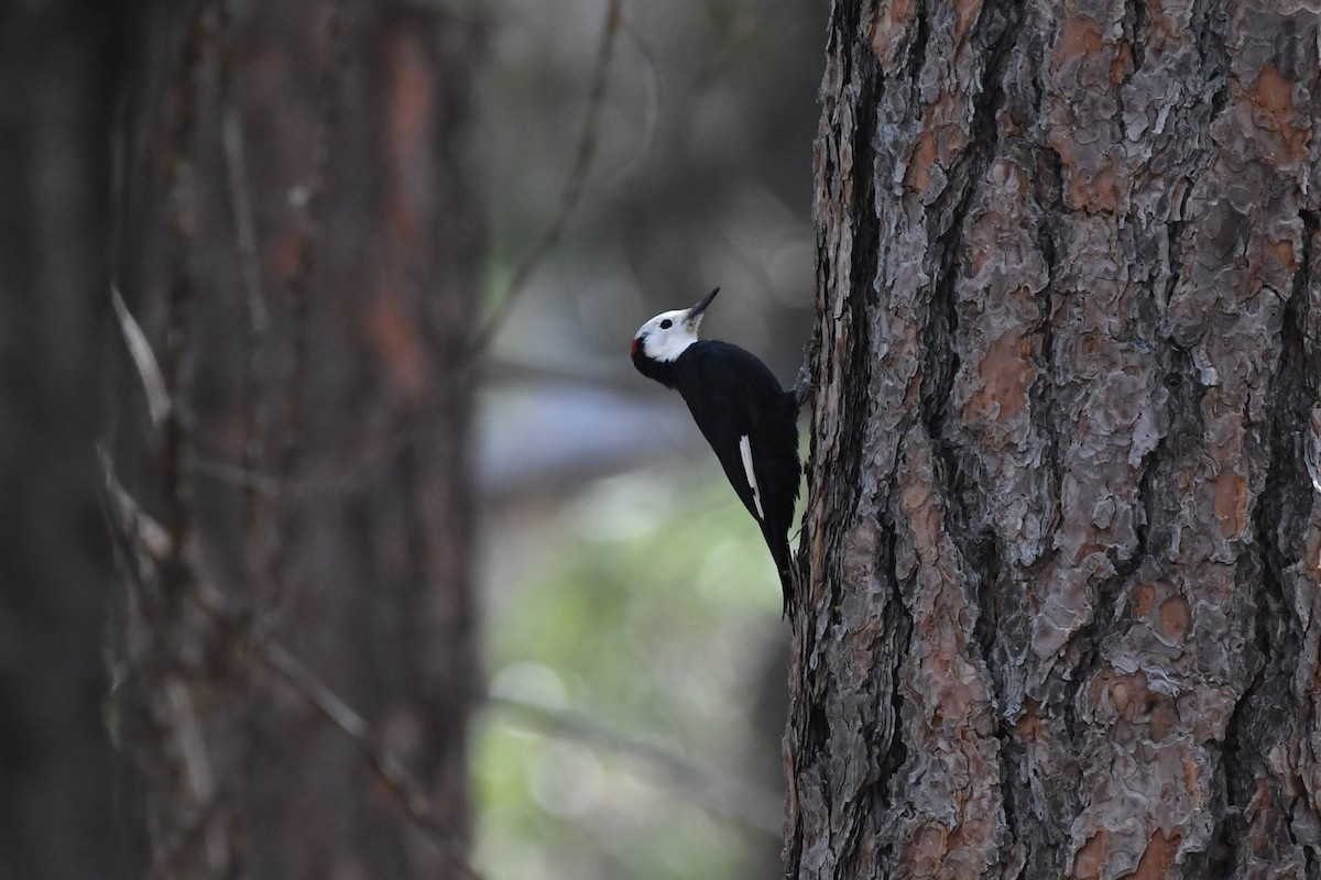 White-headed Woodpecker - ML642173652