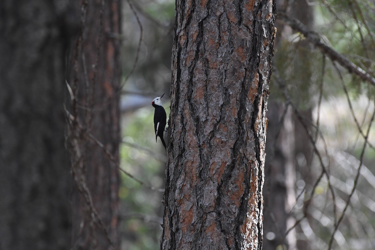White-headed Woodpecker - ML642173654