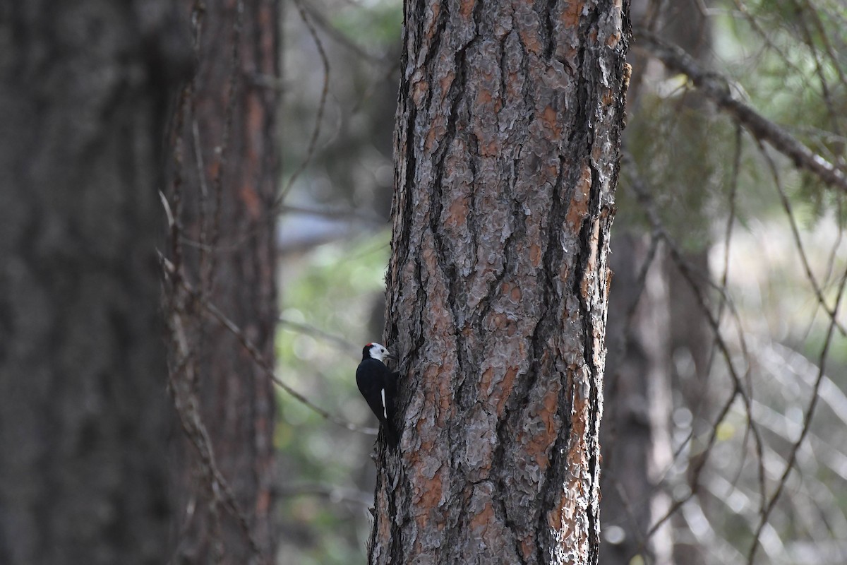 White-headed Woodpecker - ML642173655