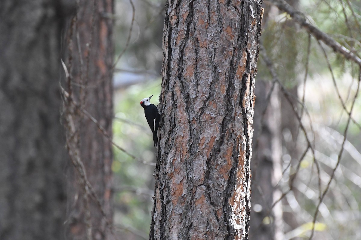 White-headed Woodpecker - ML642173656