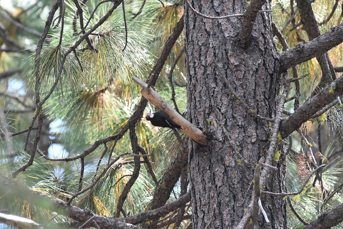 White-headed Woodpecker - ML642173657