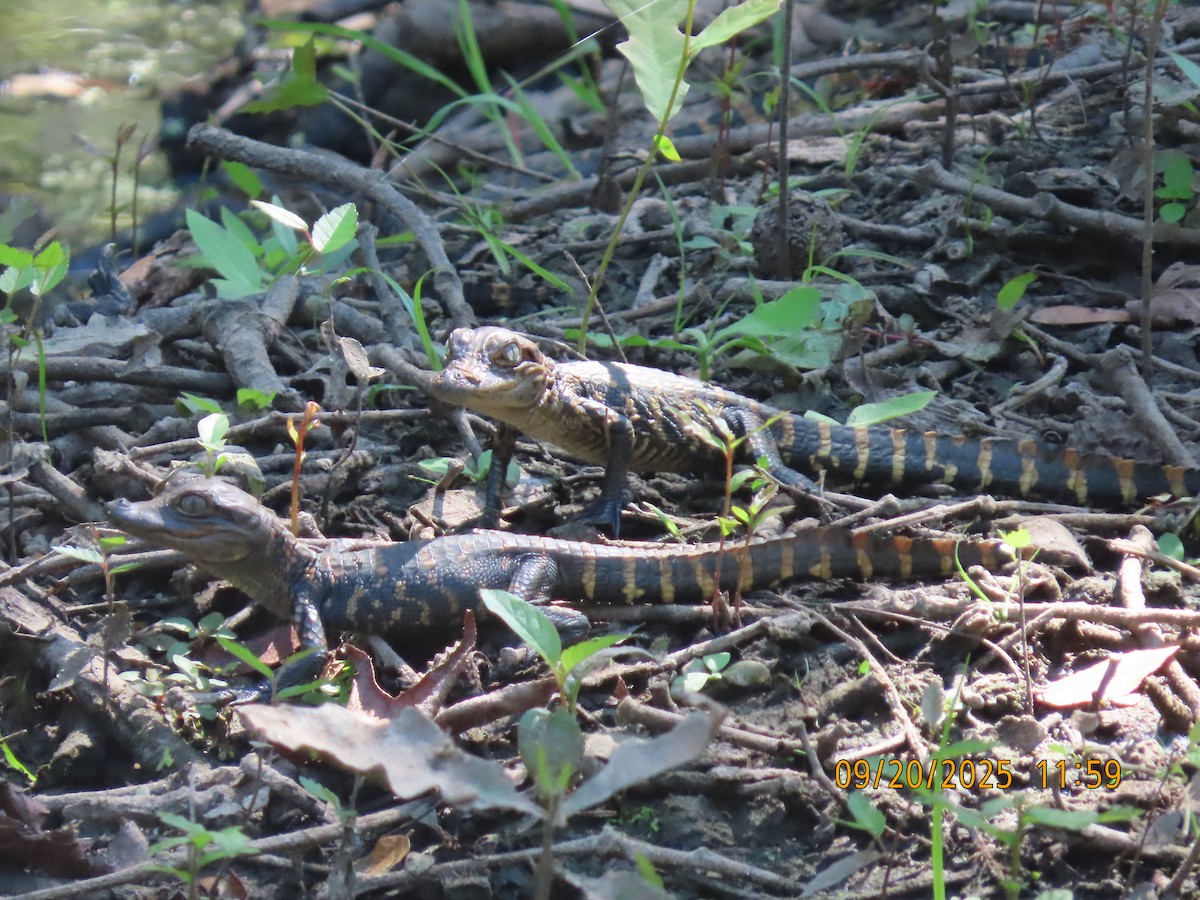 Alligators - ML642173658