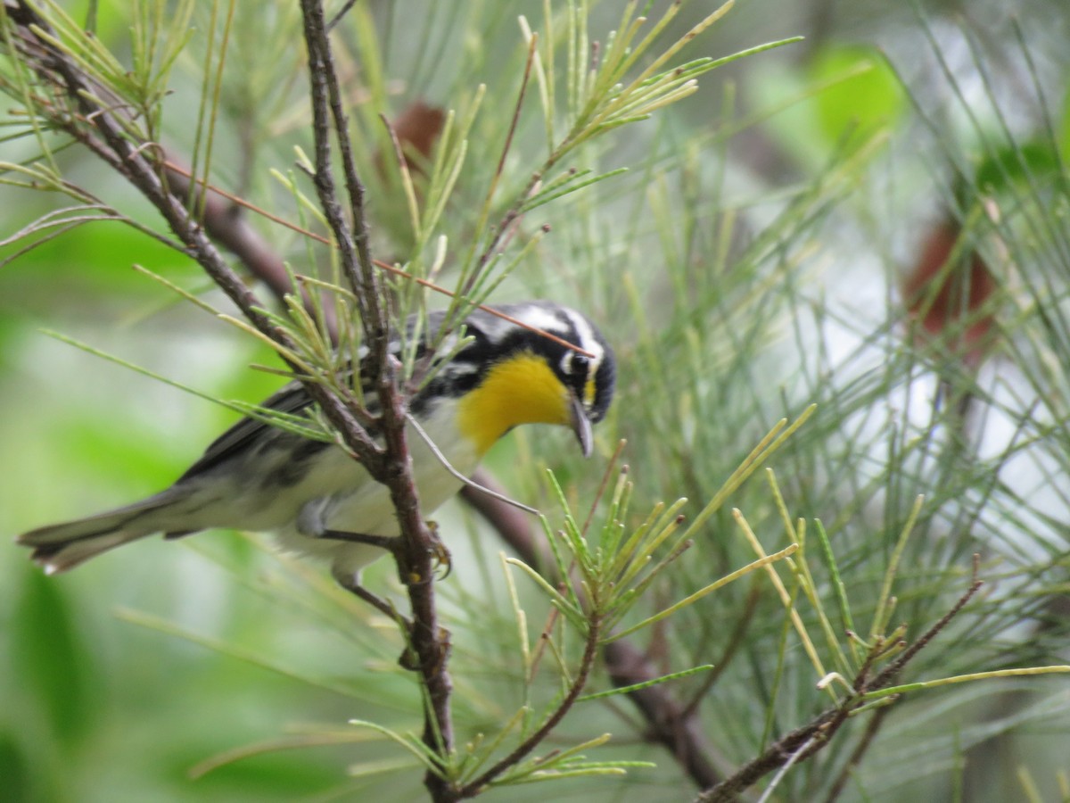 Yellow-throated Warbler (dominica/stoddardi) - ML642173672