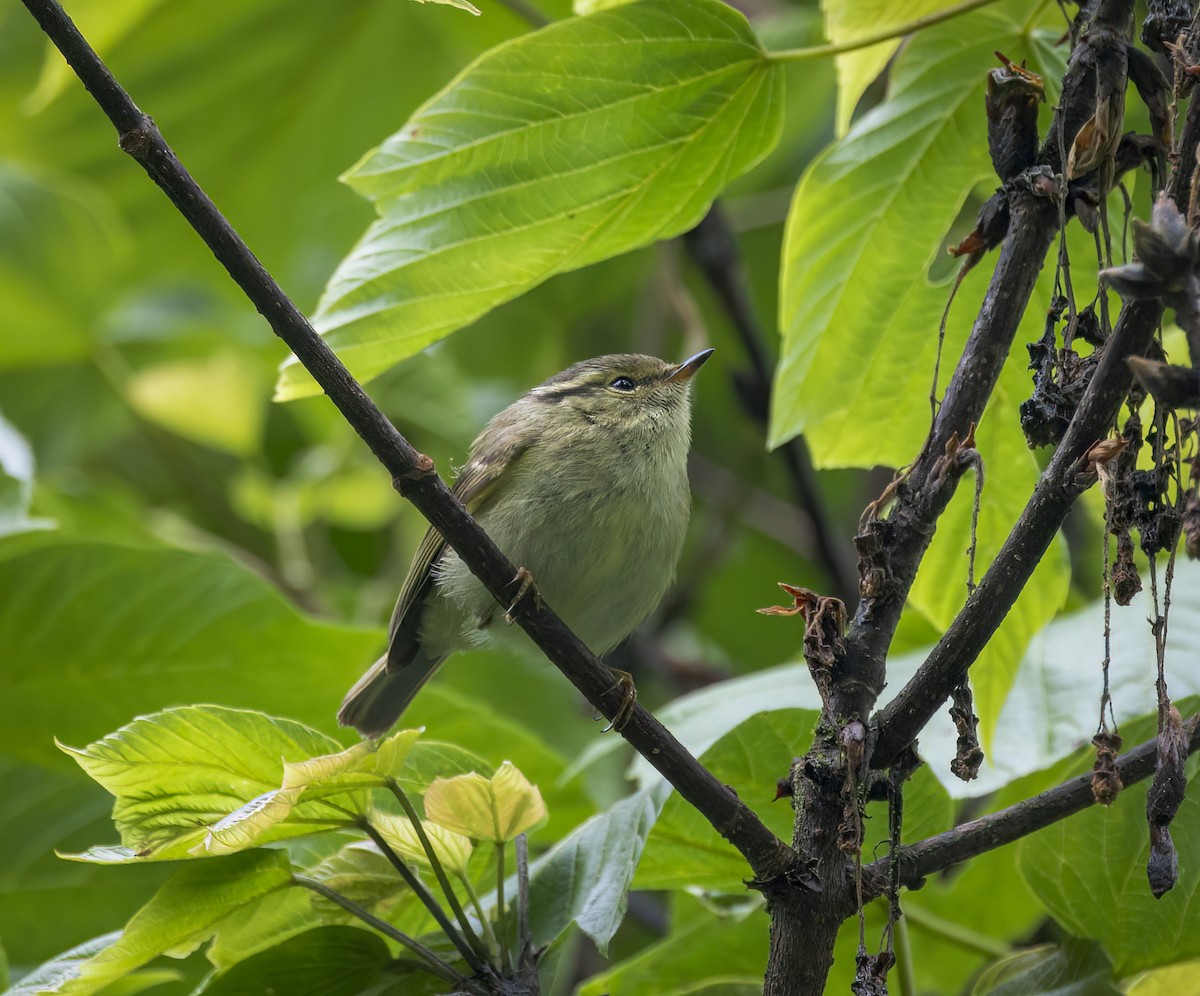 Sichuan Leaf Warbler - ML642173736