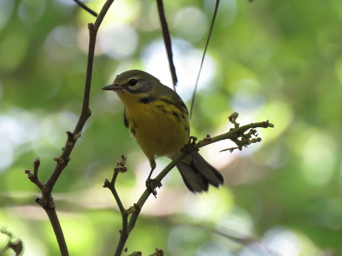 Prairie Warbler - ML642173750