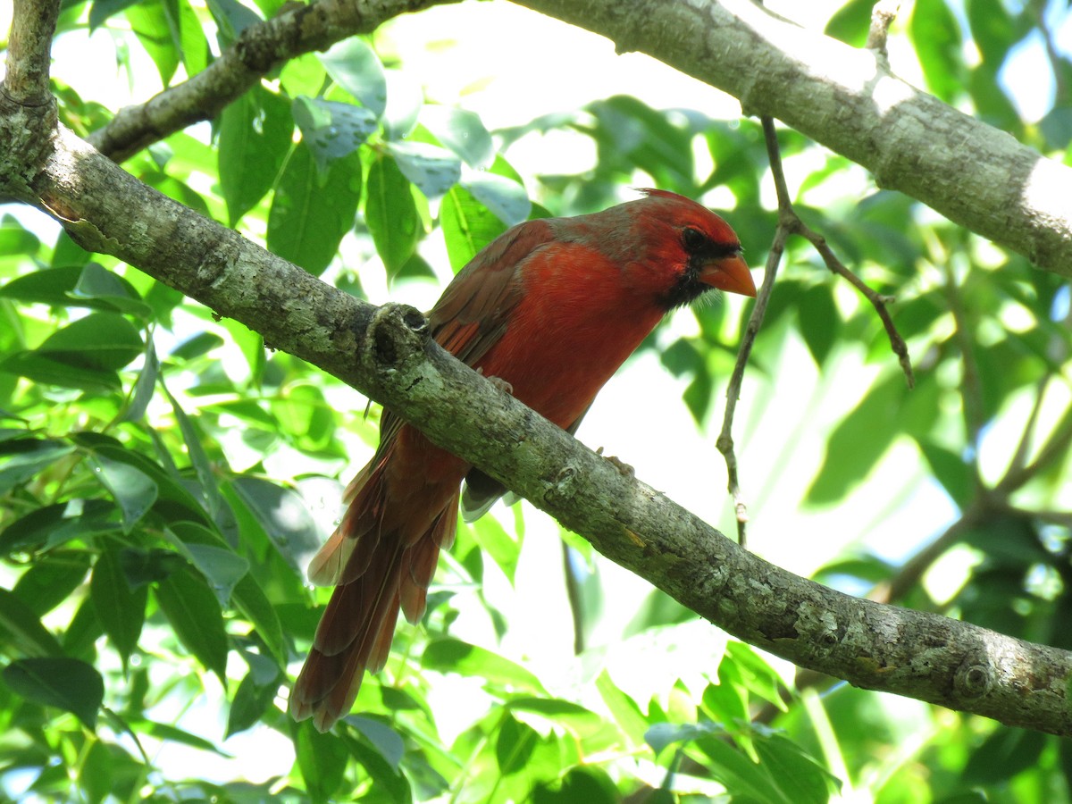 Northern Cardinal (Common) - ML642173767