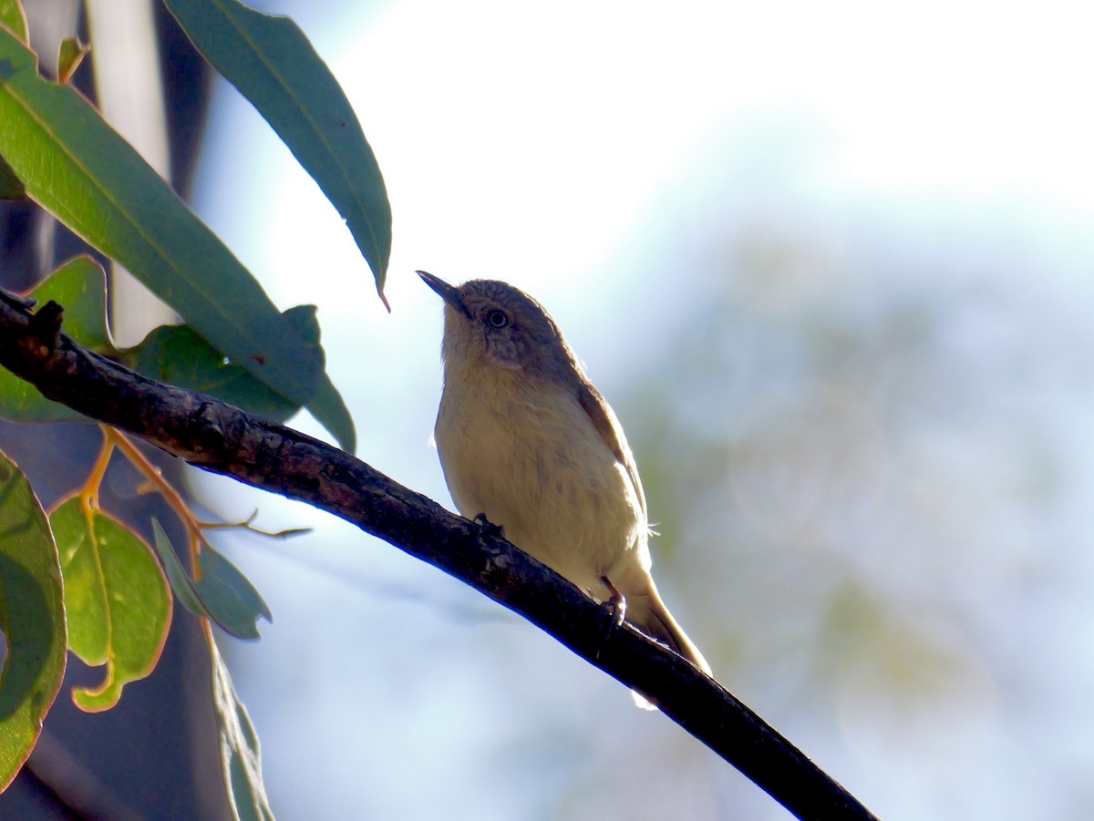 Western Thornbill - ML642173782
