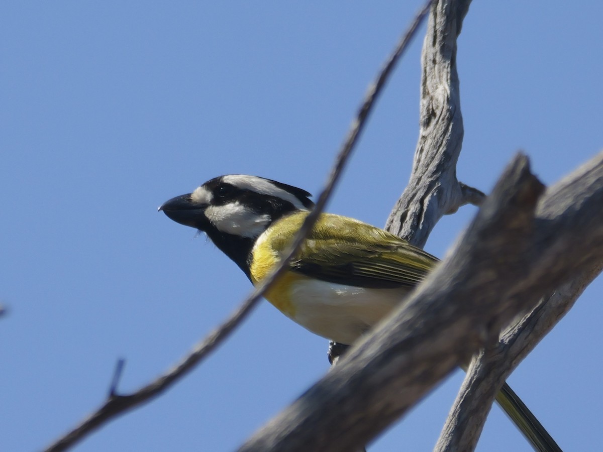 Western Shrike-tit - ML642173791