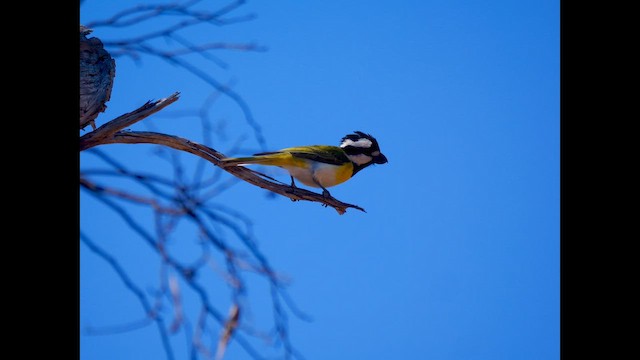 Western Shrike-tit - ML642173792