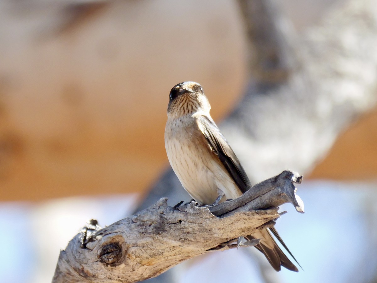 Hirondelle des arbres - ML642173804