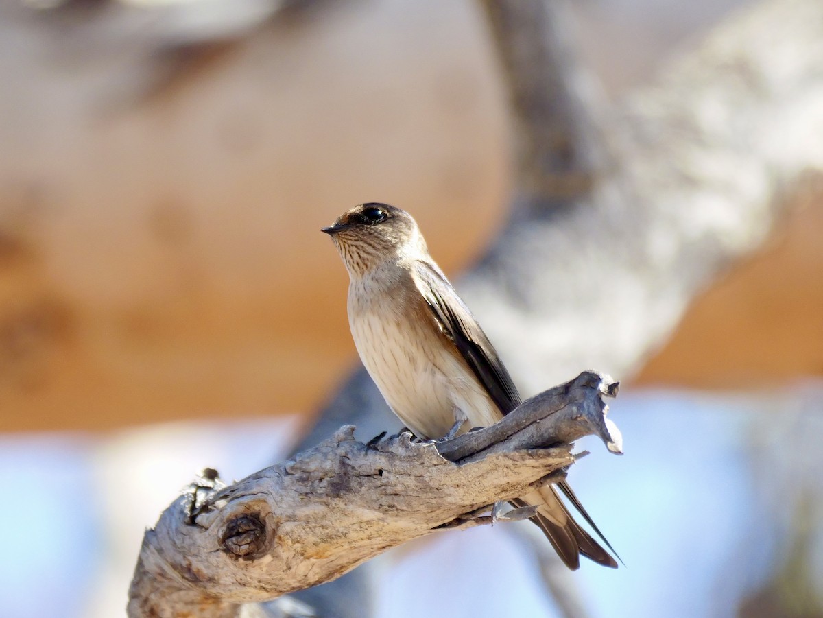 Hirondelle des arbres - ML642173805