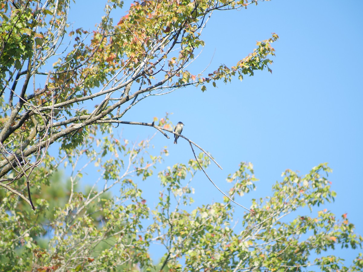Eastern Phoebe - ML642173861