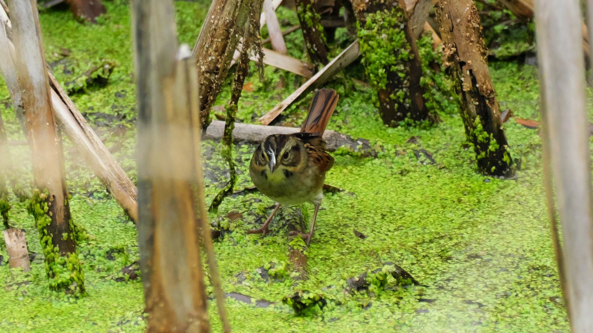 Swamp Sparrow - ML642173863