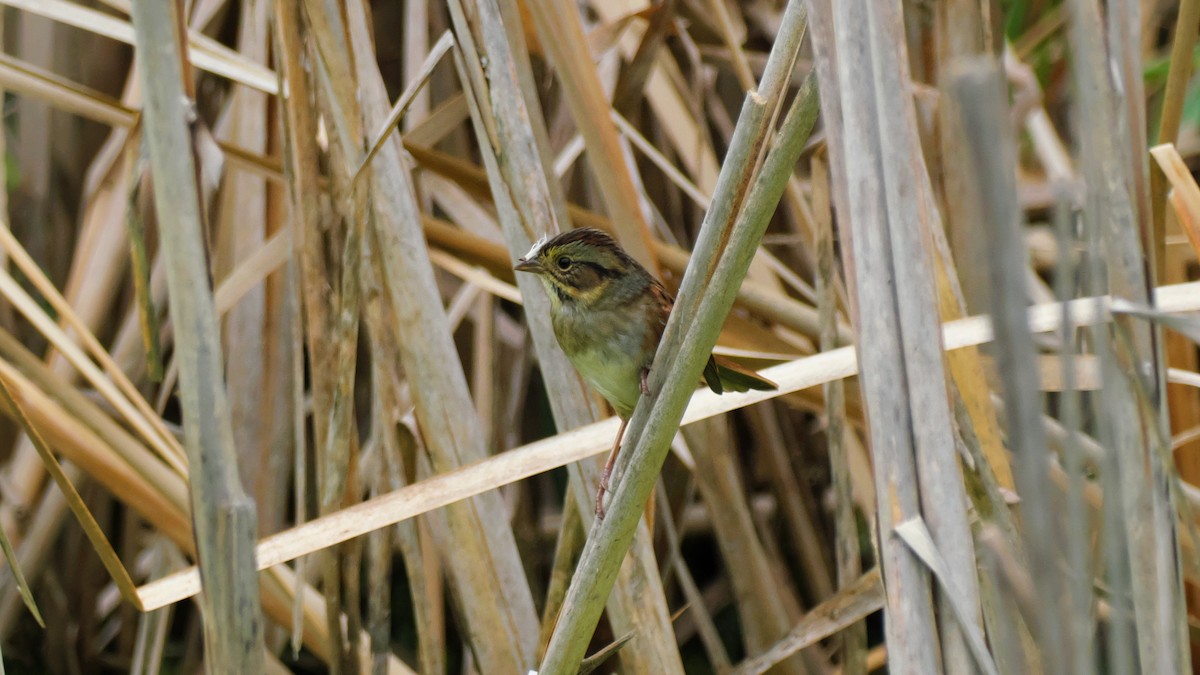 Swamp Sparrow - ML642173864