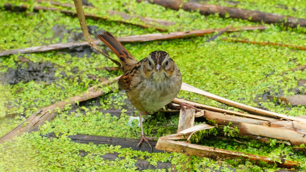 Swamp Sparrow - ML642173865