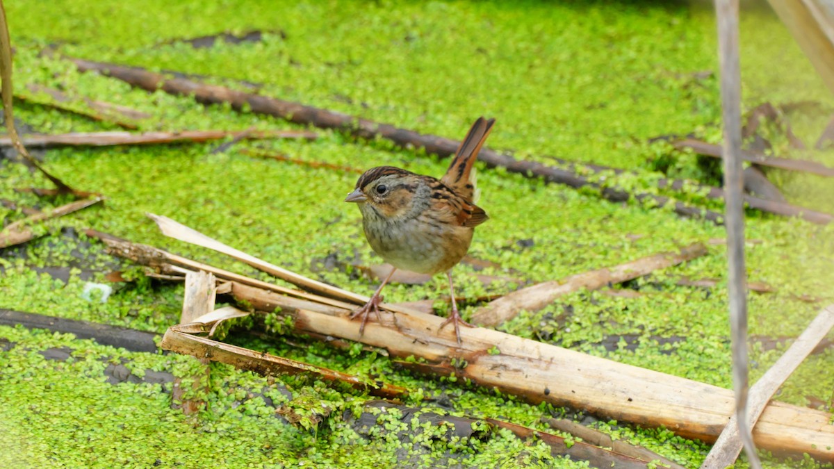 Swamp Sparrow - ML642173866