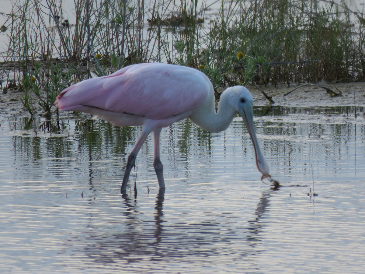 Roseate Spoonbill - ML642173937