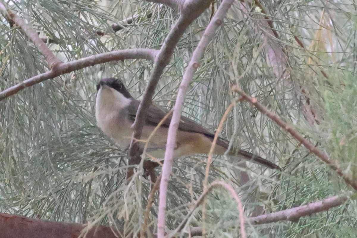 Western Orphean Warbler - ML642173938
