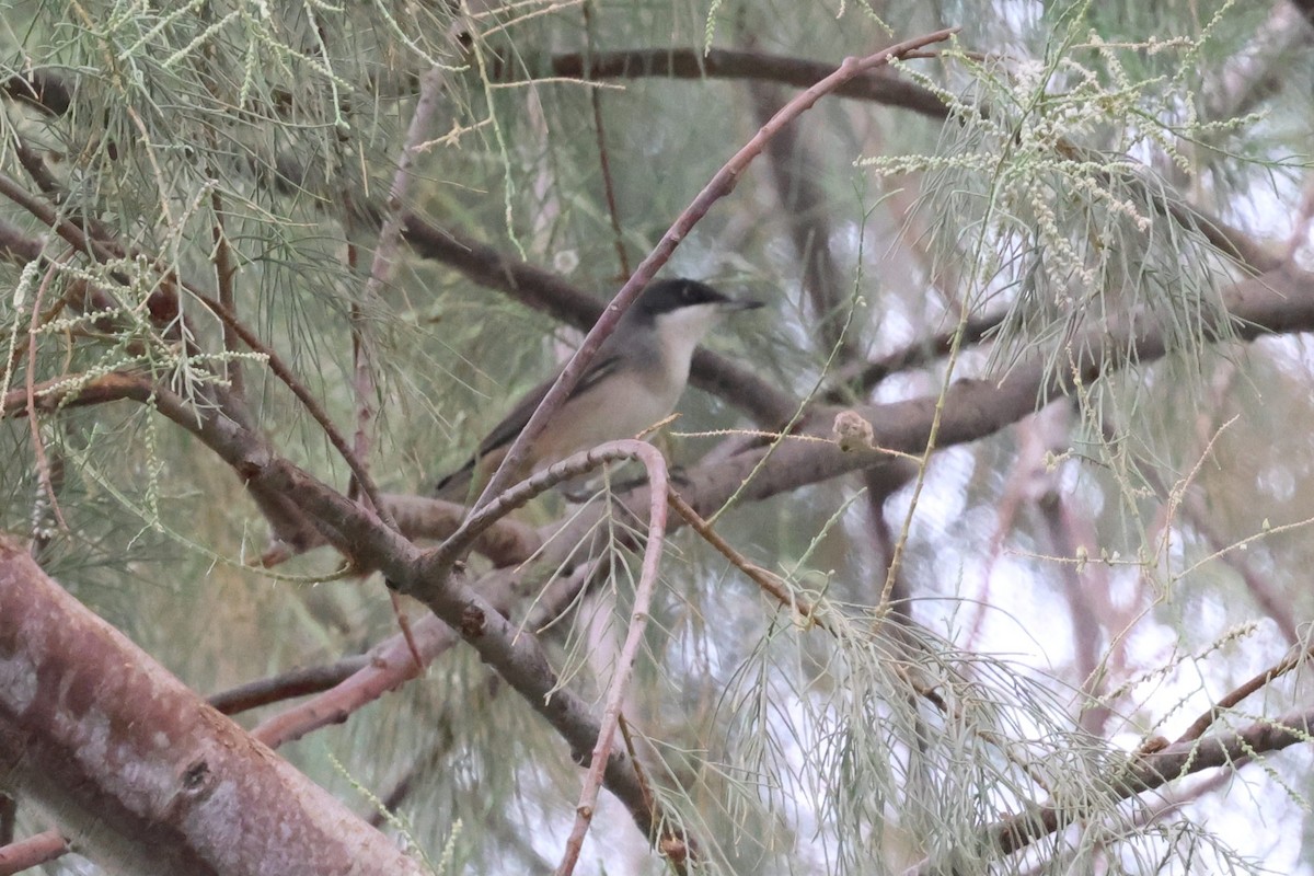 Western Orphean Warbler - ML642173939