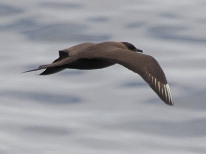 Parasitic Jaeger - ML642173954