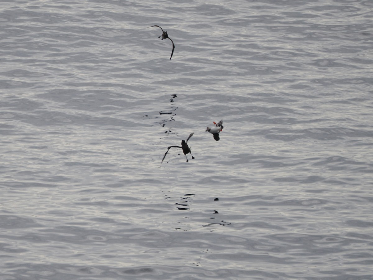 Parasitic Jaeger - ML642173955