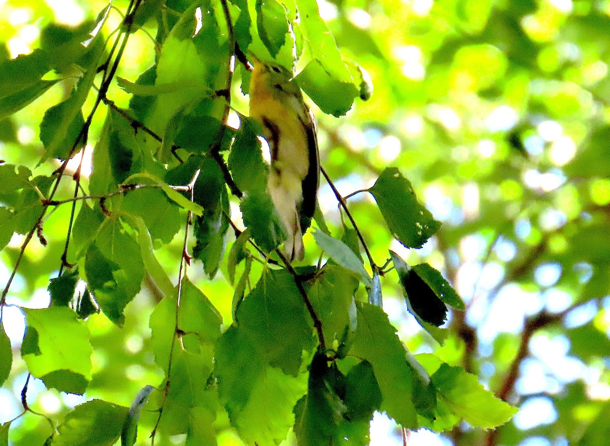 Northern Parula - ML642173957