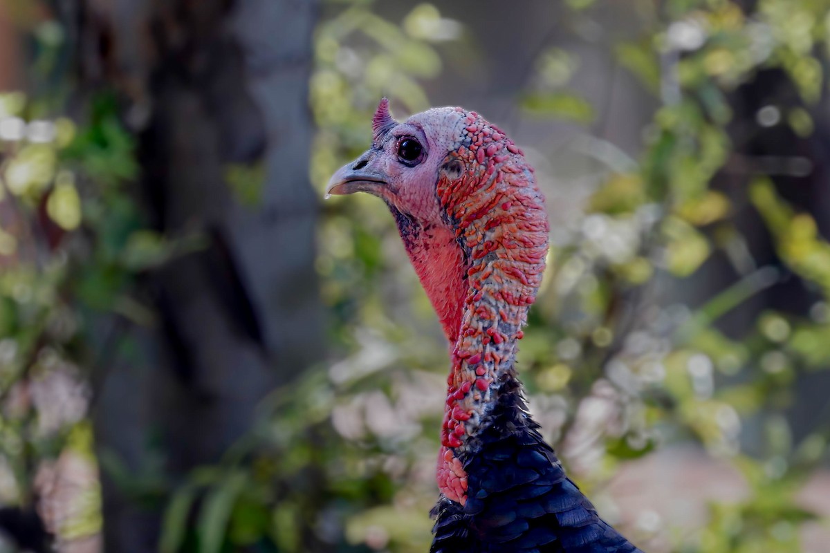 Wild Turkey - ML642173962