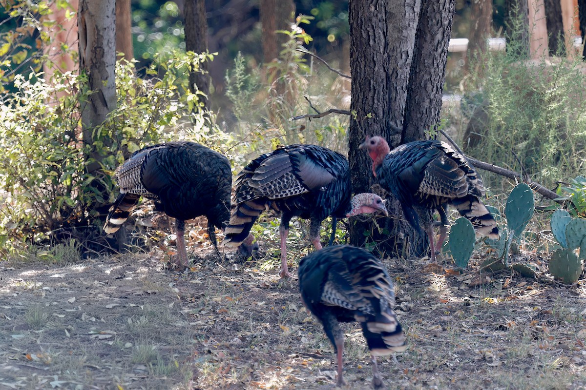 Wild Turkey - ML642173965