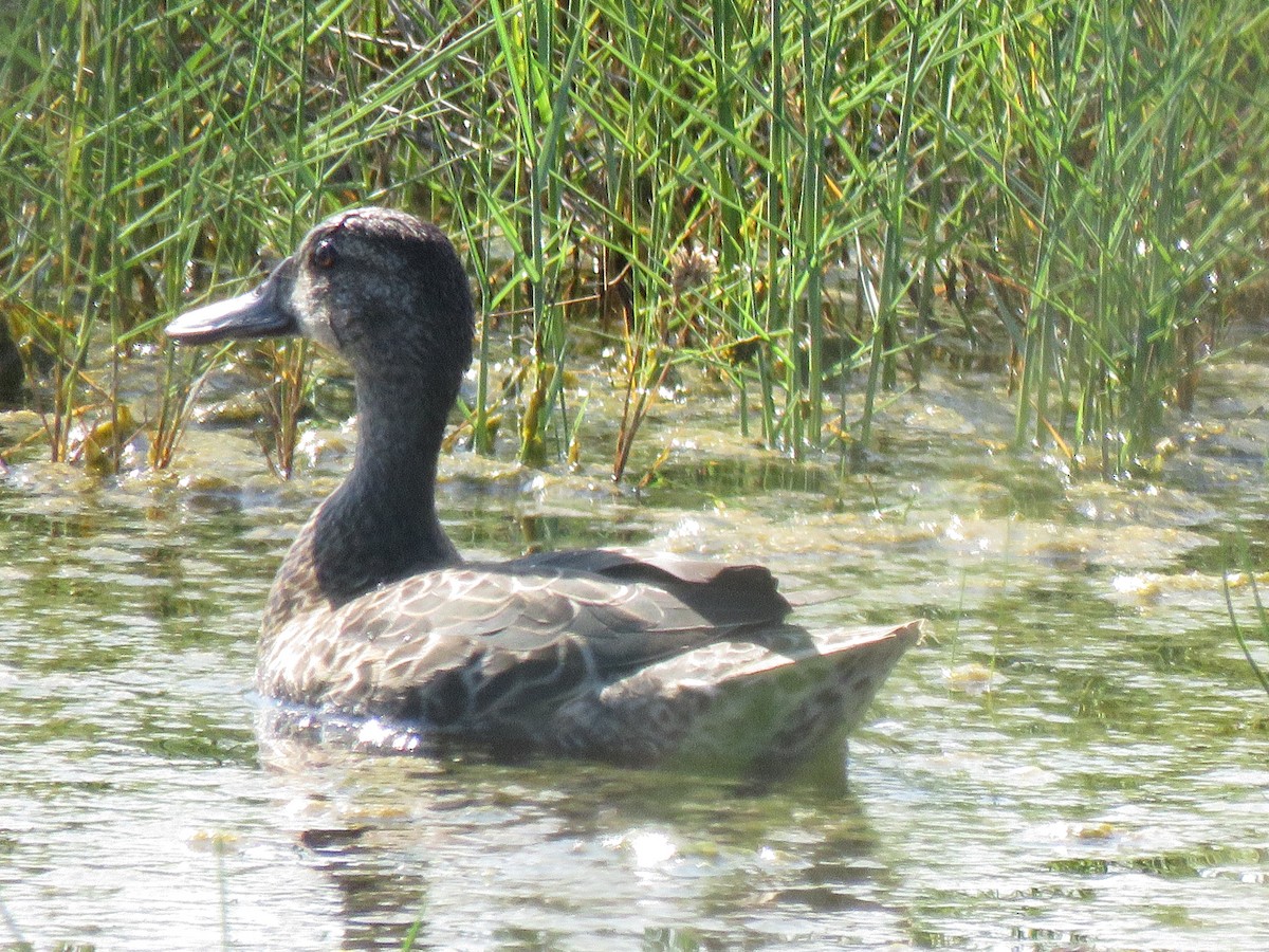 Blue-winged Teal - ML642173970