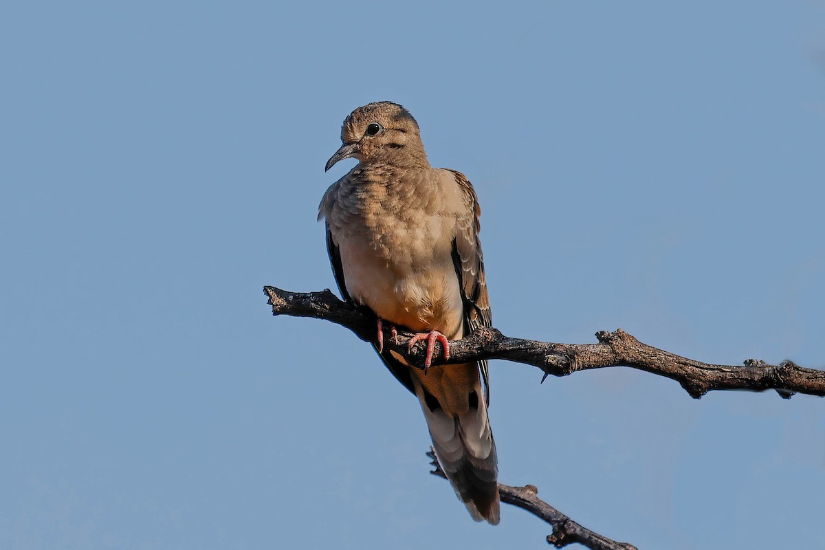 Mourning Dove - ML642173977