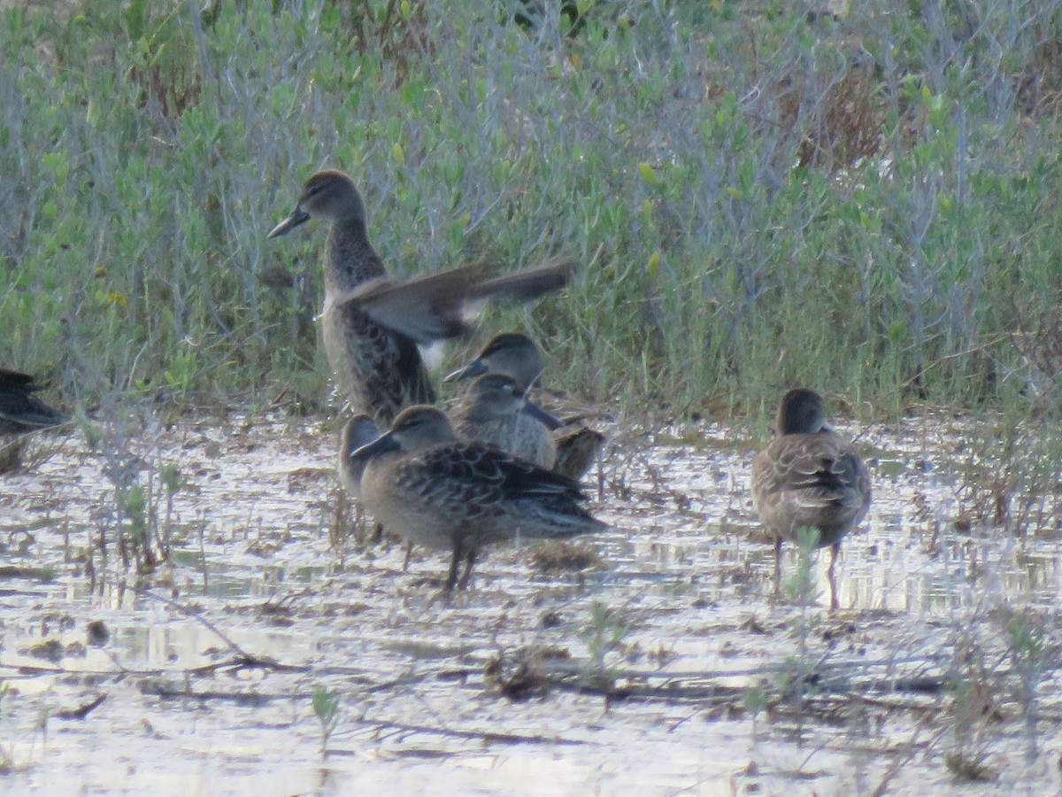 Blue-winged Teal - ML642173982