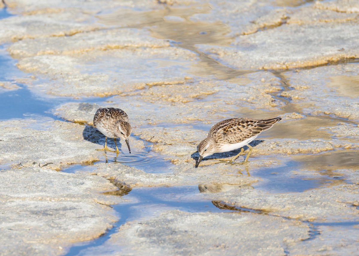 Least Sandpiper - ML642173984